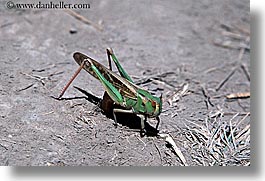 auckland, grasshopper, horizontal, insects, new zealand, photograph