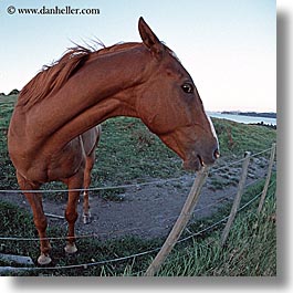 images/NewZealand/BayofIslands/fisheye-horse-1.jpg