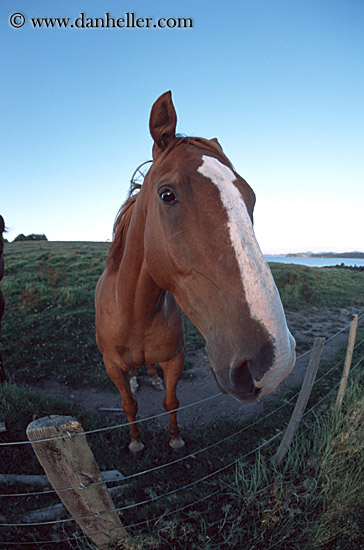 fisheye-horse-3.jpg