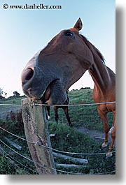 images/NewZealand/BayofIslands/fisheye-horse-4.jpg