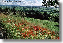 images/NewZealand/BayofIslands/wildflower-hillside-01.jpg