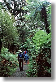 images/NewZealand/Forest/jungle-path-3.jpg