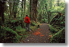 images/NewZealand/Forest/lush-forest-06.jpg