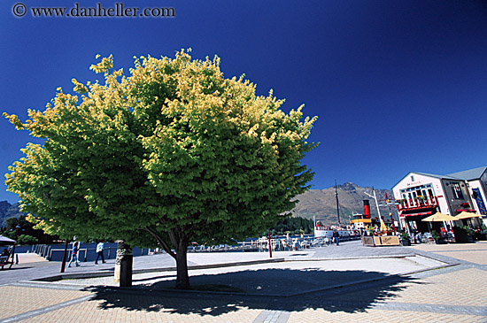 shade-tree-1.jpg