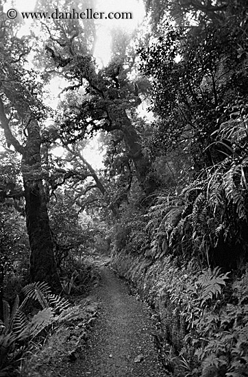 woods-01-bw.jpg