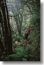 images/NewZealand/Routeburn/woods-04.jpg