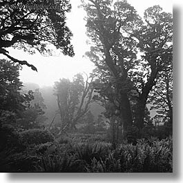 images/NewZealand/Routeburn/woods-06-bw.jpg