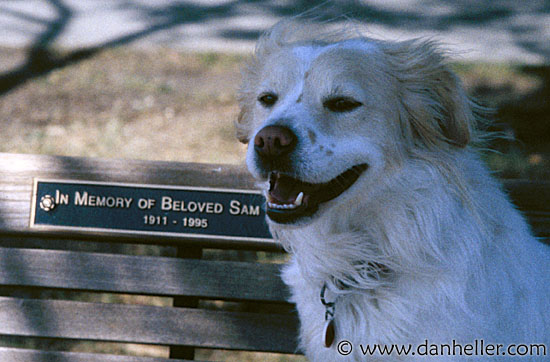 beloved-sam-bench.jpg