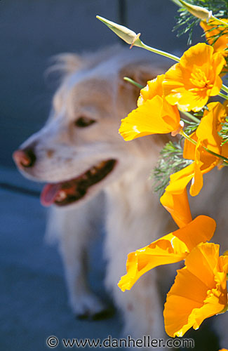 sam-behind-flowers.jpg