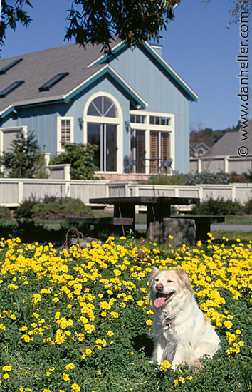 sam-flowers-house-b.jpg