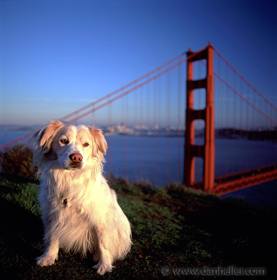 sammy-ggb.jpg