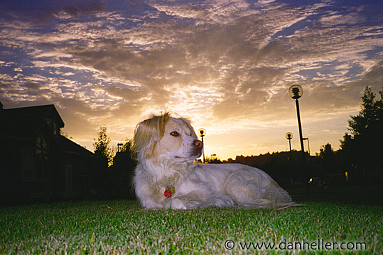 sammy-sunset-neg.jpg