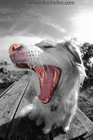 sammy-yawn-bw.jpg