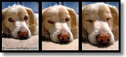 images/Sammy/sleep-progression.jpg