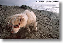 images/Topics/Pooches/BeachDogs/Glasses/sammy-0005.jpg