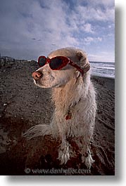 images/Topics/Pooches/BeachDogs/Glasses/sammy-0006.jpg