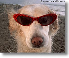 images/Topics/Pooches/BeachDogs/Glasses/sammy-0007.jpg