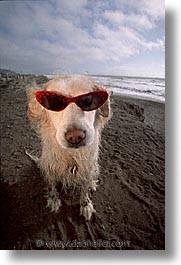 images/Topics/Pooches/BeachDogs/Glasses/sammy-red-glasses.jpg