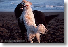 images/Topics/Pooches/BeachDogs/Playing/playing-0007.jpg