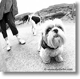 images/Topics/Pooches/BeachDogs/Portraits/portraits-0013-bw.jpg
