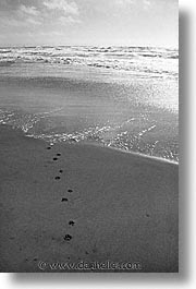 images/Topics/Pooches/BeachDogs/paw-prints.jpg