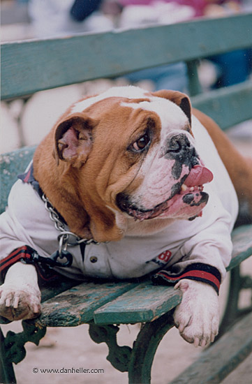 bulldog-a.jpg