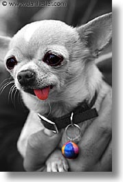images/Topics/Pooches/bw-color/colorball.jpg