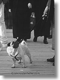 images/Topics/Pooches/bw-color/come-on.jpg