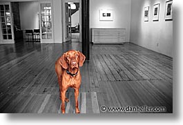 images/Topics/Pooches/bw-color/gallery-pooch.jpg