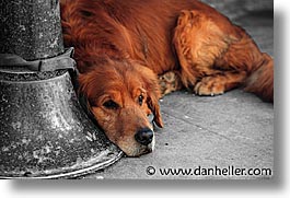 images/Topics/Pooches/bw-color/golden.jpg