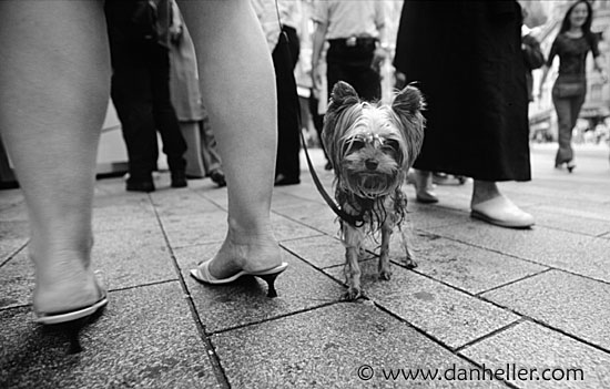 gva-terrier-bw.jpg