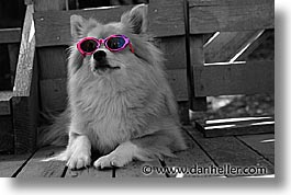 images/Topics/Pooches/bw-color/pink-glasses.jpg