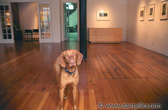 gallery-dog.jpg