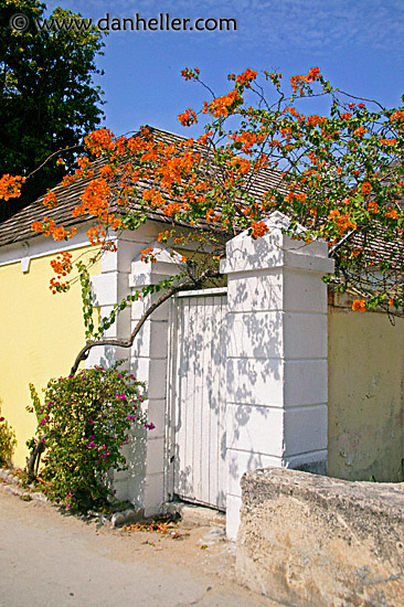 orange-bougainvillea.jpg