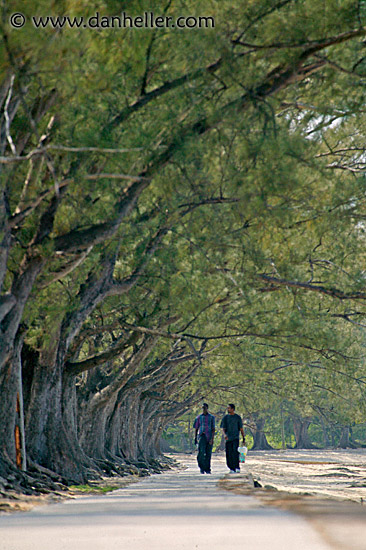 tree-tunnel-walk-2.jpg