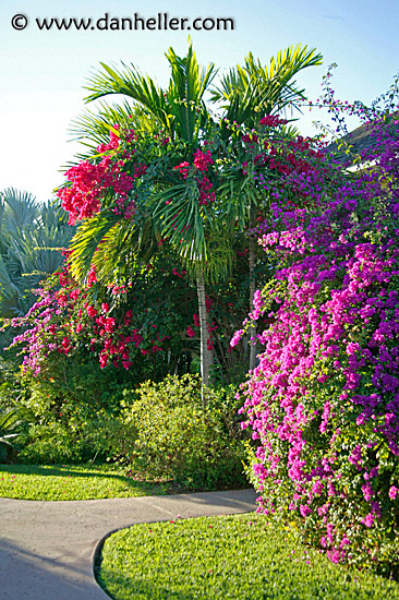 bougainvillea.jpg