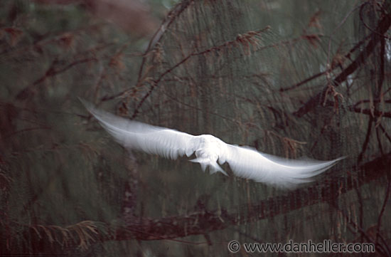 fairy-tern-2.jpg