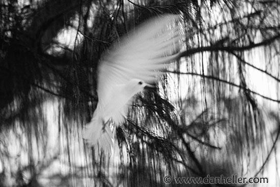 fairy-tern-bw.jpg