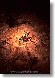 images/Tropics/Palau/Animals/scorpion-spider.jpg