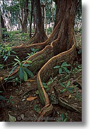 images/Tropics/Palau/Forest/big-roots.jpg