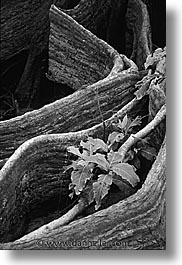 images/Tropics/Palau/Forest/roots-n-leaves-bw.jpg