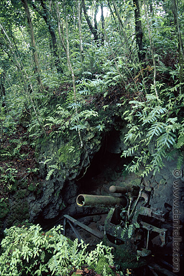 japan-canon-in-jungle.jpg