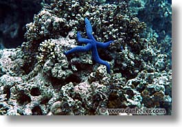 images/Tropics/Palau/Underwater/blue-starfish.jpg