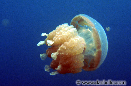 jellyfish.jpg