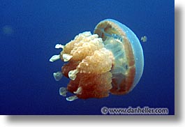 images/Tropics/Palau/Underwater/jellyfish.jpg