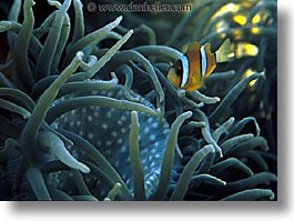 images/Tropics/Palau/Underwater/orange-white-stripe.jpg