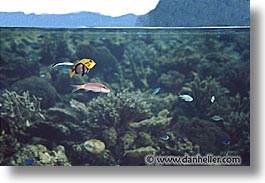 images/Tropics/Palau/Underwater/sea-life-0004.jpg