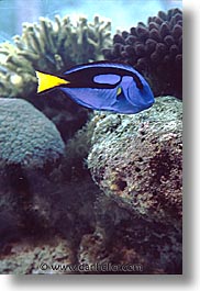 images/Tropics/Palau/Underwater/yellow-tail.jpg
