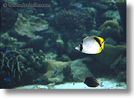 images/Tropics/Palau/Underwater/yellowfish.jpg