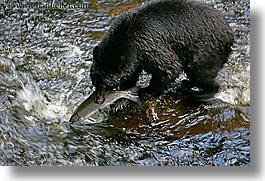 images/UnitedStates/Alaska/BlackBears/black-bear-catching-salmon-2.jpg